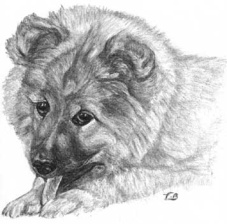 Eurasier Bella Luna vom Tal der Raben, Kohlezeichnung